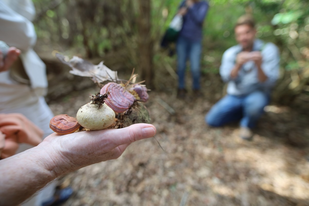 fri 17 oct 2025: mushroom foraging