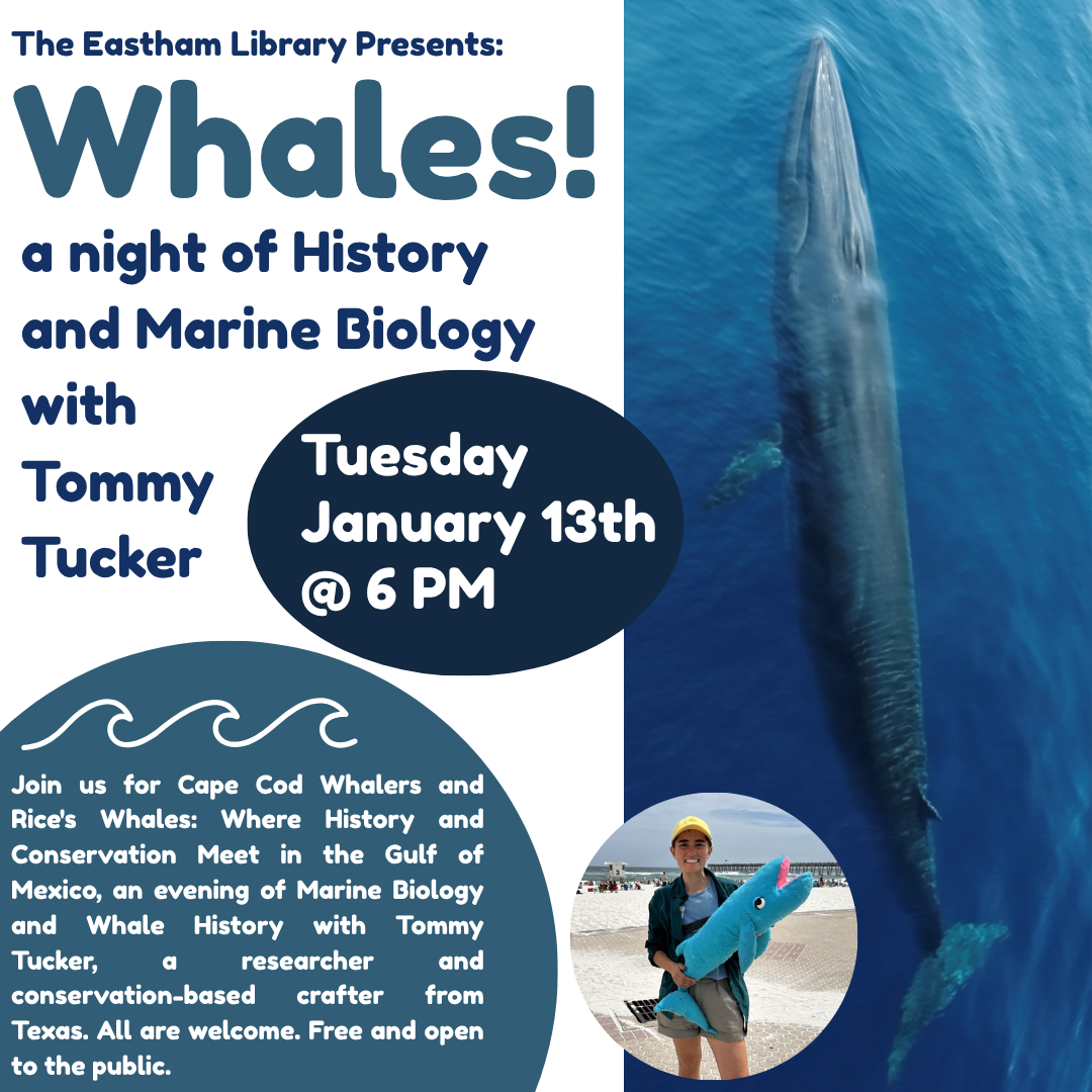 tue 13 jan 2026: Cape Cod Whalers and Rice’s Whales